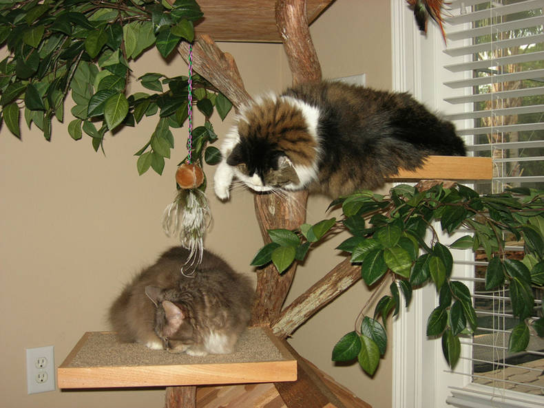Place of Residence for Cats by Pet Tree House